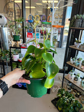 Load image into Gallery viewer, Peperomia Raindrop 6”