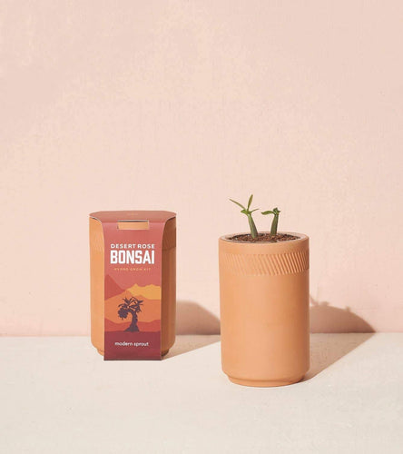 Terracotta Kit - Desert Rose Bonsai - Minimal Optimist, LLC